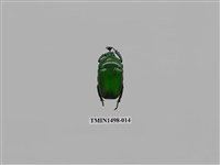 藏品(臺灣扇角金龜)的圖片